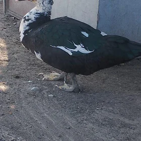 İndivutka🦆