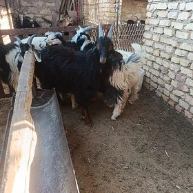 çewiş