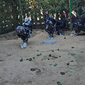 Brahma mramyr horaz