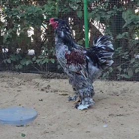 Brahma Blu porsilen