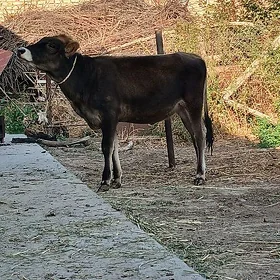 TÜWELER 3 SANY WE ÖKÜZLER 2 SA