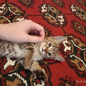 Pishijik