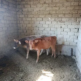 2 tüwe