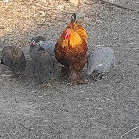 Brama golt horaz mäki