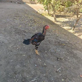 horaz