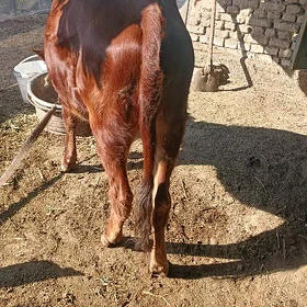 Baklyk Gulajyn