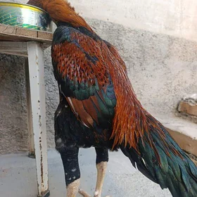ШАМО ЖУЖЕ👊🦅