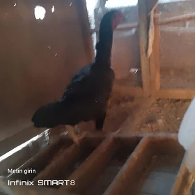pAroda towuk