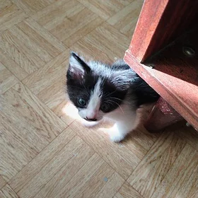 котята