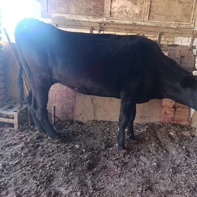 bir doğan inek baklyk