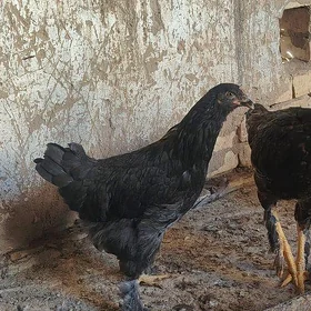 BRAMA GİGANT JUJELER