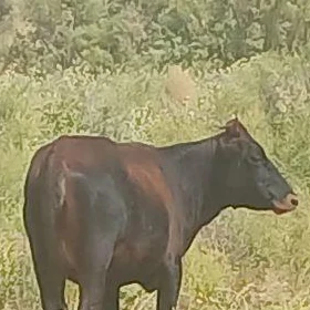 tüwe