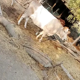 Ala okuz sygyr