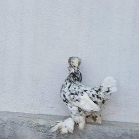 karlik