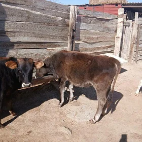 göle