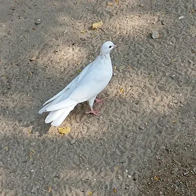 kepderi