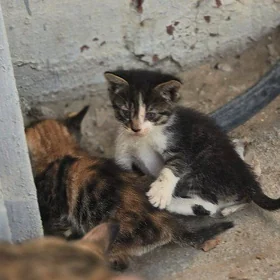 Котенок, 1 мес