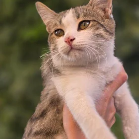 Кокос, 6 мес