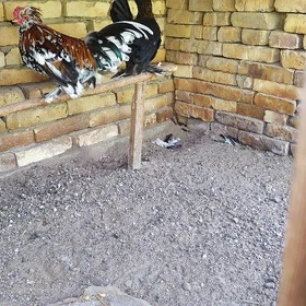 karlık troyka