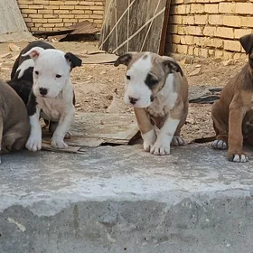 Pitbull 🐕 çaga