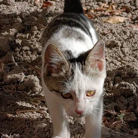 Отдам котика в хорошие руки 💕