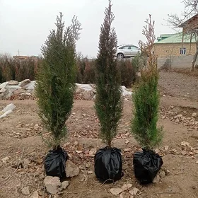 tuýa
