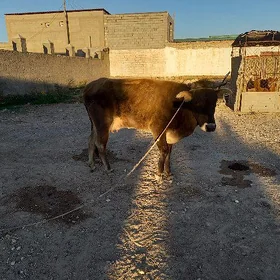 Goleli sygyr
