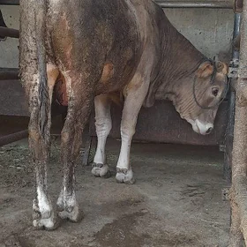 öküz