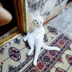 Paroda pişik