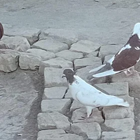 kepderi