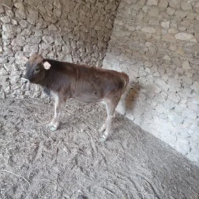 Gole 7ay urkacy tohum