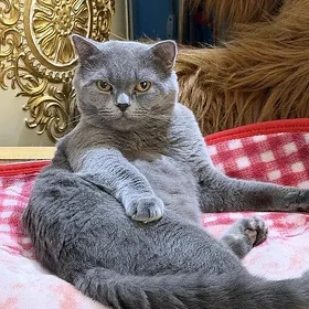 Шотландской девушка