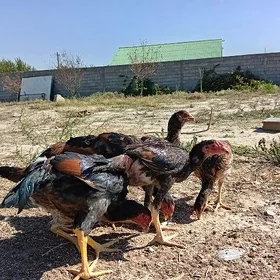 Taşkent