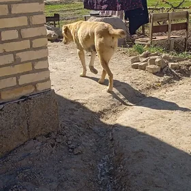ady sakar çopan küçük