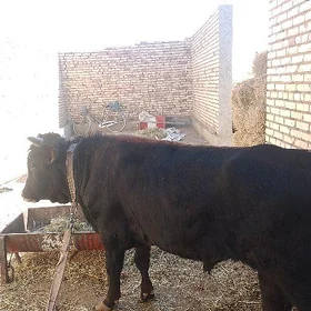 Ökiz