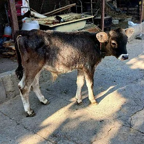 Şwes okuzçe
