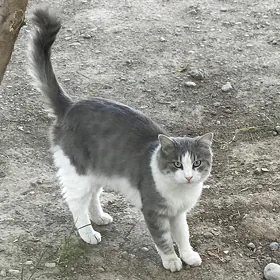 Кот-компаньон