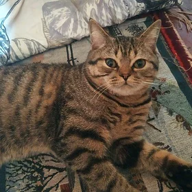 отдам породистого котика