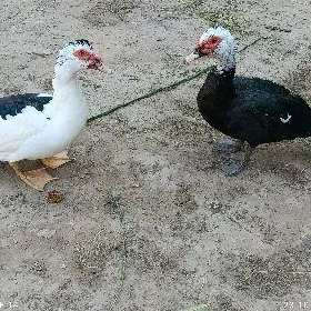indautka