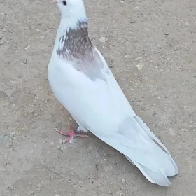 kepderi