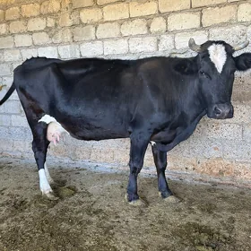 sygyr