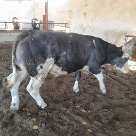 Arassa bulu okuz