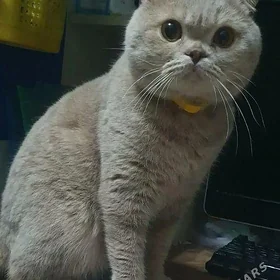 Для кошек кот