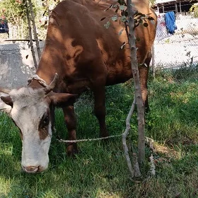 Goleli sygyr