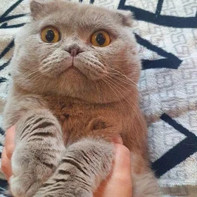 Для кошек кот