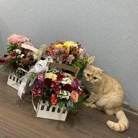 Британец для кошек кот