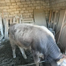 Őküz
