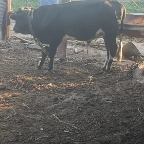 Ökuz