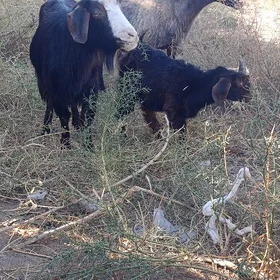 Owlakly geçi