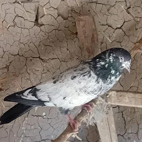 kepderi